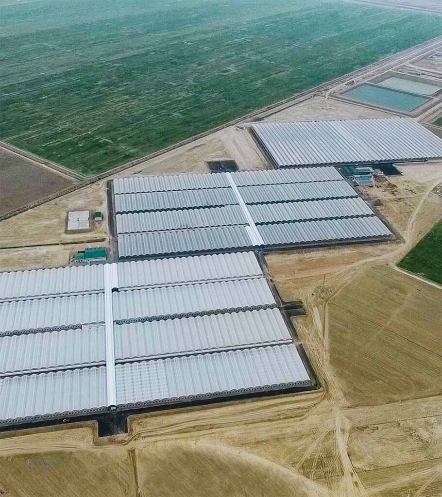 Mahmal Greenhouse Tomatoes — Cluster, Beef and Cherry — Yigit, Turkmenistan — view 12