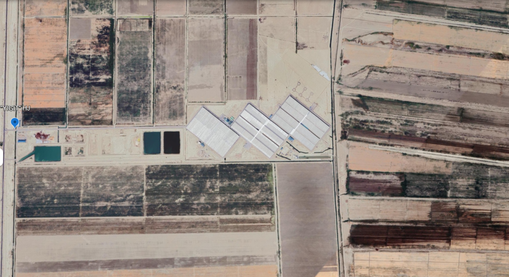 Mahmal Greenhouse Tomatoes — Cluster, Beef and Cherry — Yigit, Turkmenistan — view 13