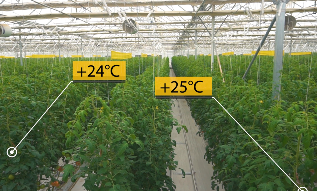 Mahmal Greenhouse Tomatoes — Cluster, Beef and Cherry — Yigit, Turkmenistan — view 11