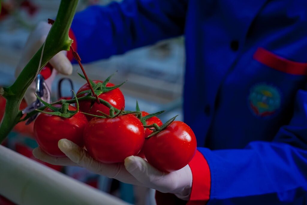 Mahmal Greenhouse Tomatoes — Cluster, Beef and Cherry — Yigit, Turkmenistan — view 8