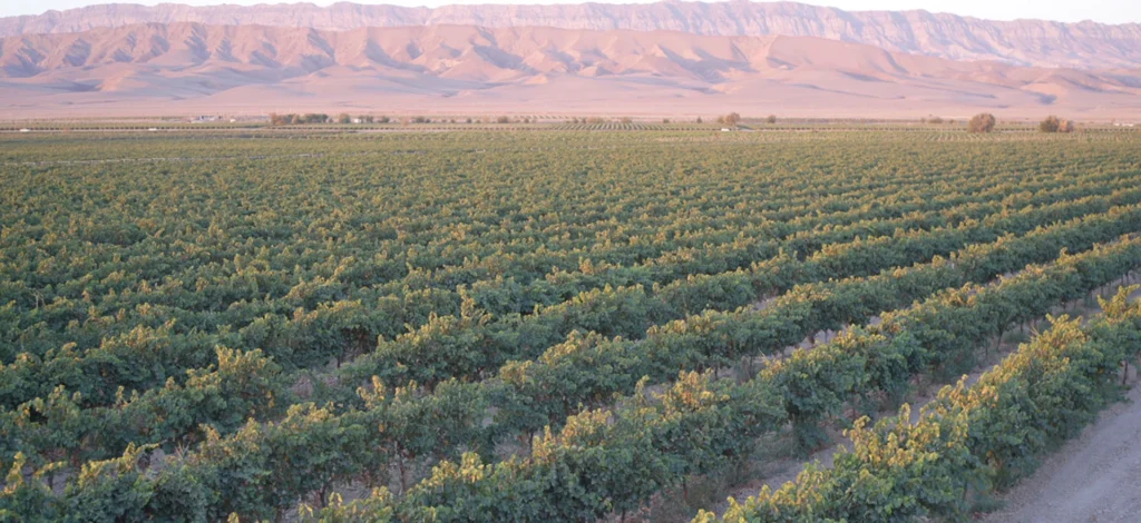 Asly Toprak Seedless Raisins — Black Sultanas 70 and 85 mm, Organic Red — view 13