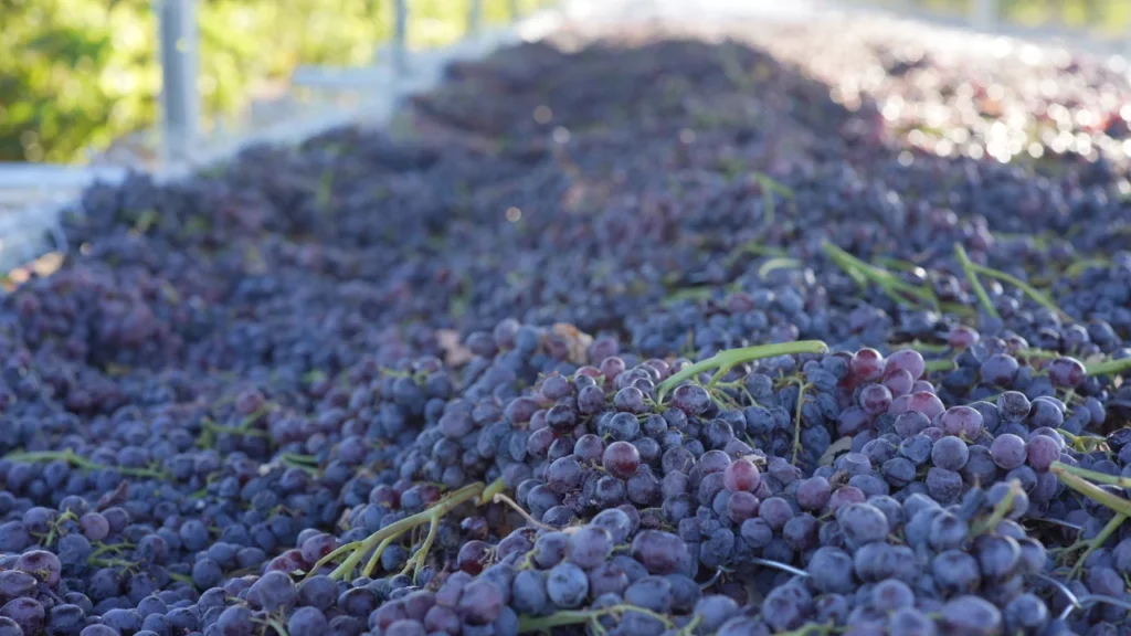 Asly Toprak Seedless Raisins — Black Sultanas 70 and 85 mm, Organic Red — view 12