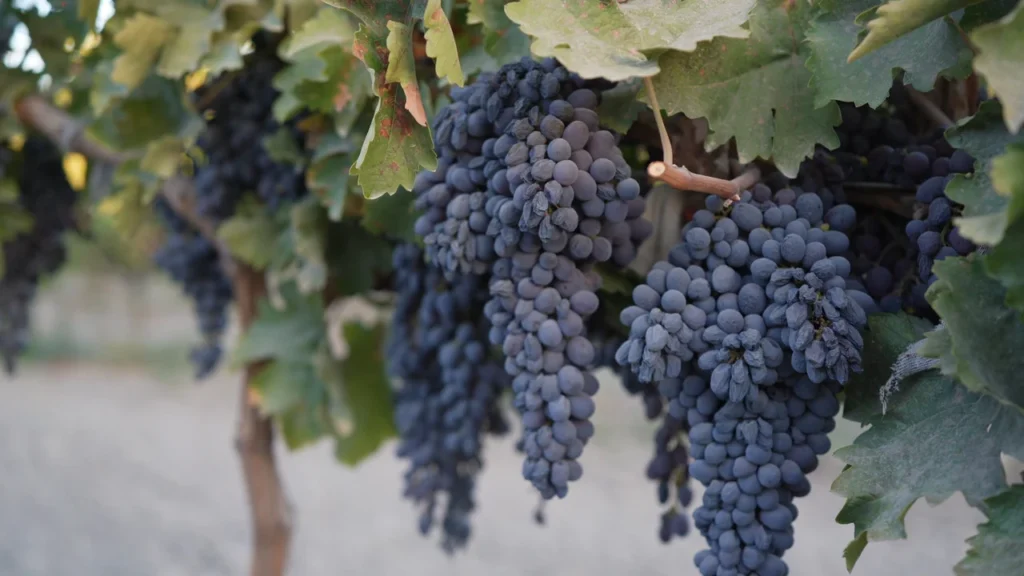 Asly Toprak Seedless Raisins — Black Sultanas 70 and 85 mm, Organic Red — view 14