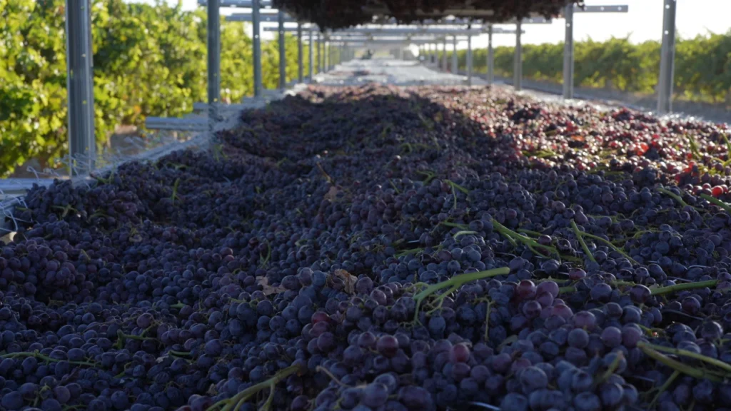 Asly Toprak Seedless Raisins — Black Sultanas 70 and 85 mm, Organic Red — view 11
