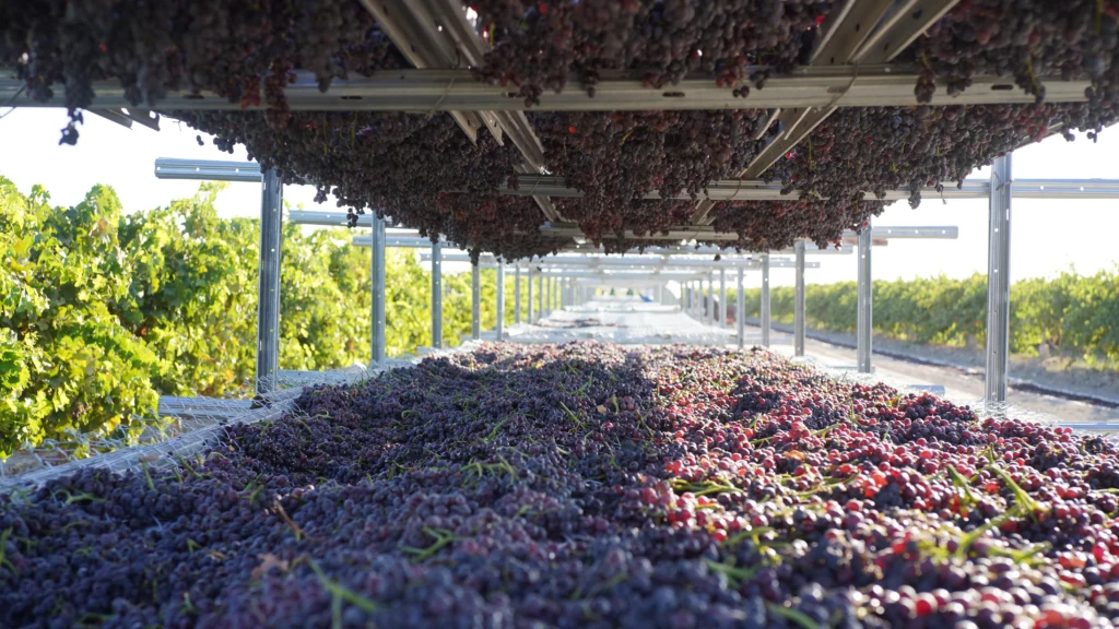 Asly Toprak Seedless Raisins — Black Sultanas 70 and 85 mm, Organic Red — view 9