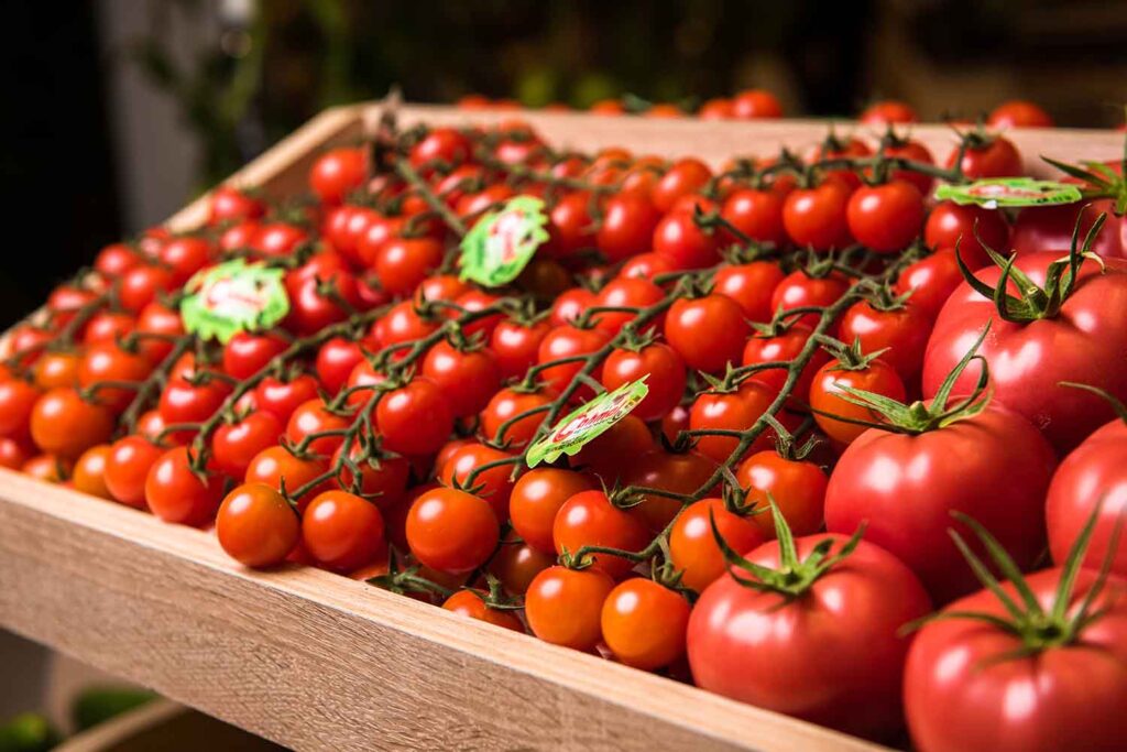Mahmal Greenhouse Tomatoes — Cluster, Beef and Cherry — Yigit, Turkmenistan — view 6