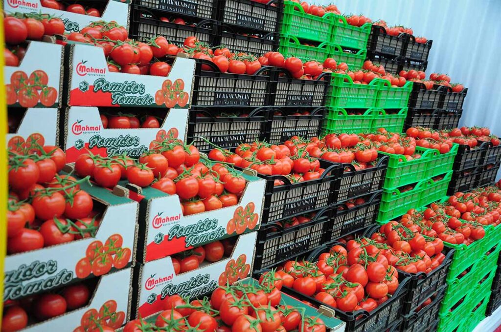 Mahmal Greenhouse Tomatoes — Cluster, Beef and Cherry — Yigit, Turkmenistan — view 7