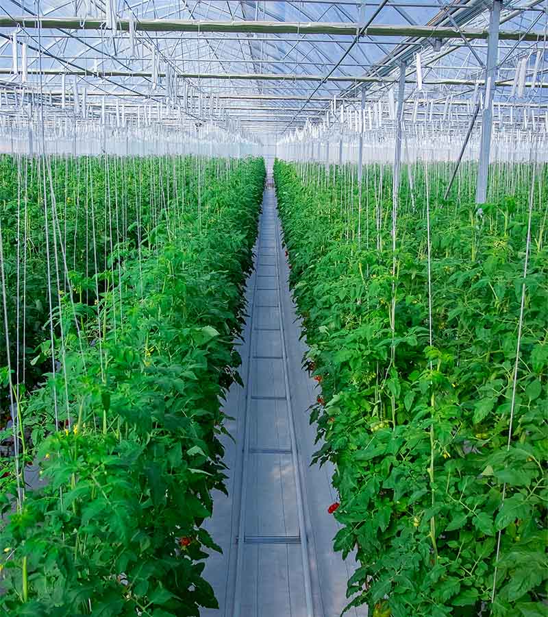 Mahmal Greenhouse Tomatoes — Cluster, Beef and Cherry — Yigit, Turkmenistan — view 10