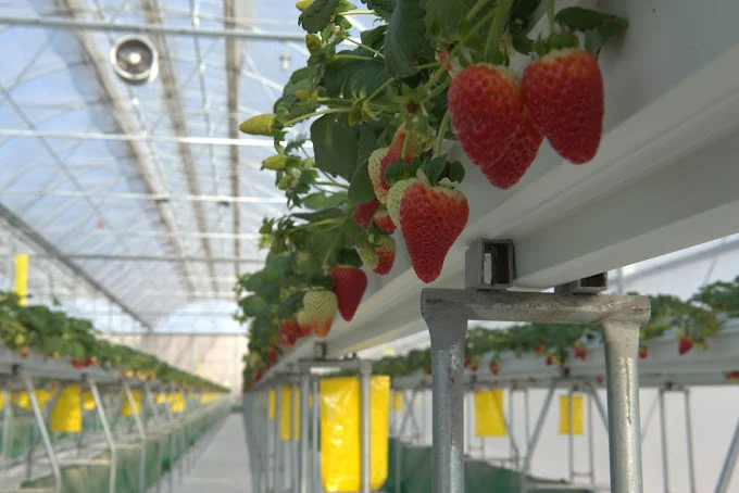 Fresh Albion Strawberries, Seven Retail Formats — view 13