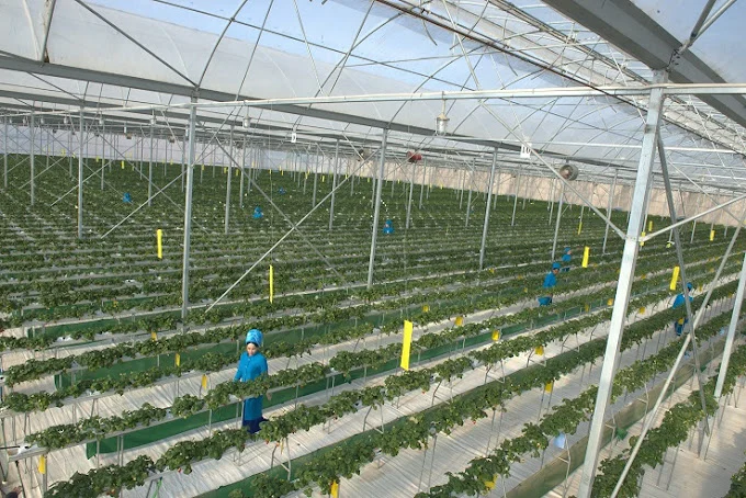 Fresh Albion Strawberries, Seven Retail Formats — view 14