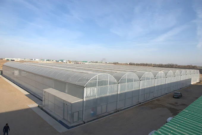 Fresh Albion Strawberries, Seven Retail Formats — view 15