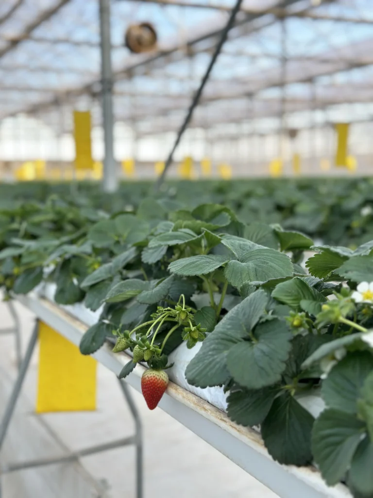 Fresh Albion Strawberries, Seven Retail Formats — view 17