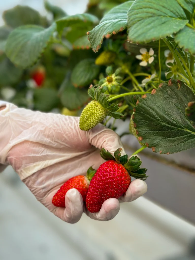 Fresh Albion Strawberries, Seven Retail Formats — view 24