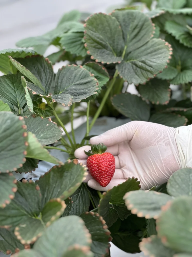 Fresh Albion Strawberries, Seven Retail Formats — view 18