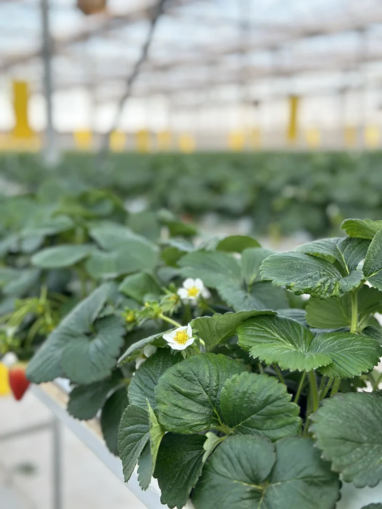 Fresh Albion Strawberries, Seven Retail Formats — view 19