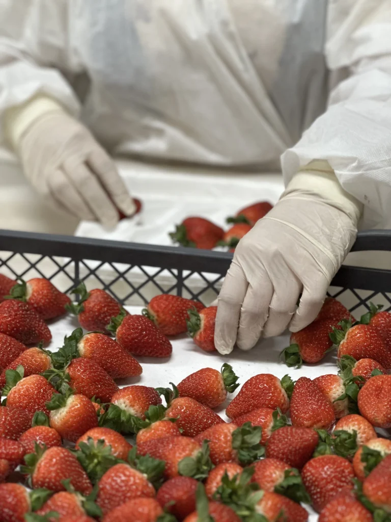 Fresh Albion Strawberries, Seven Retail Formats — view 22