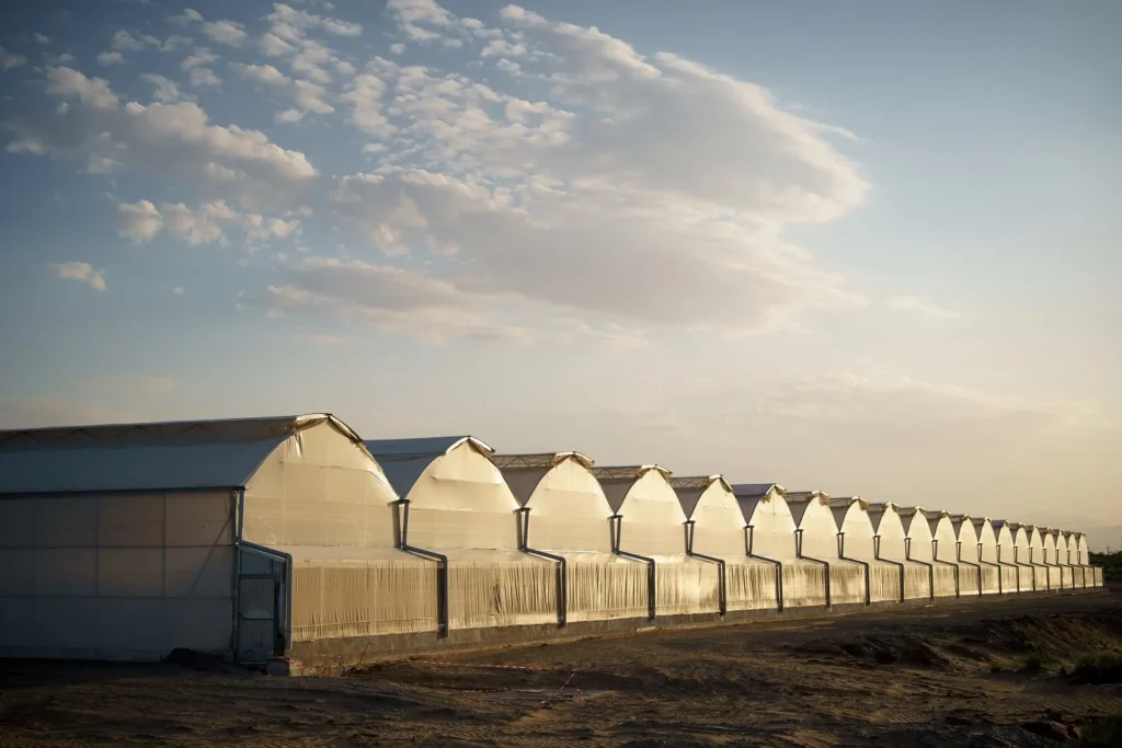 Fresh Albion Strawberries, Seven Retail Formats — view 10