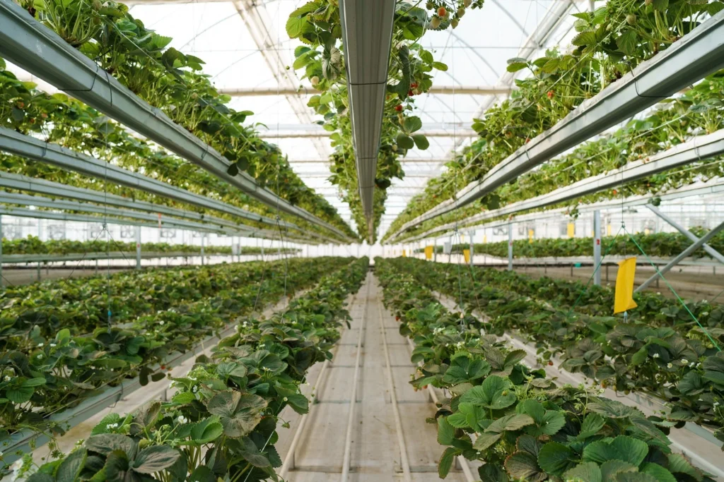Fresh Albion Strawberries, Seven Retail Formats — view 11