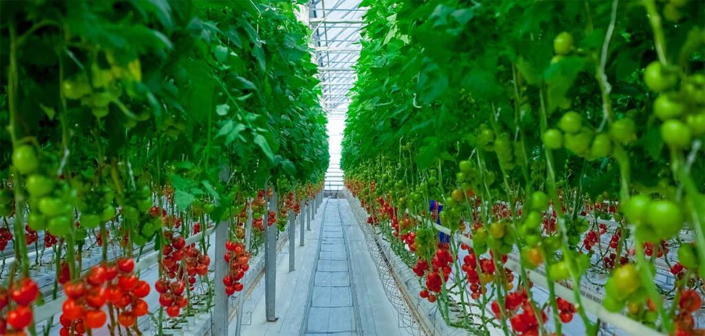 Mahmal Greenhouse Tomatoes — Cluster, Beef and Cherry — Yigit, Turkmenistan — view 9