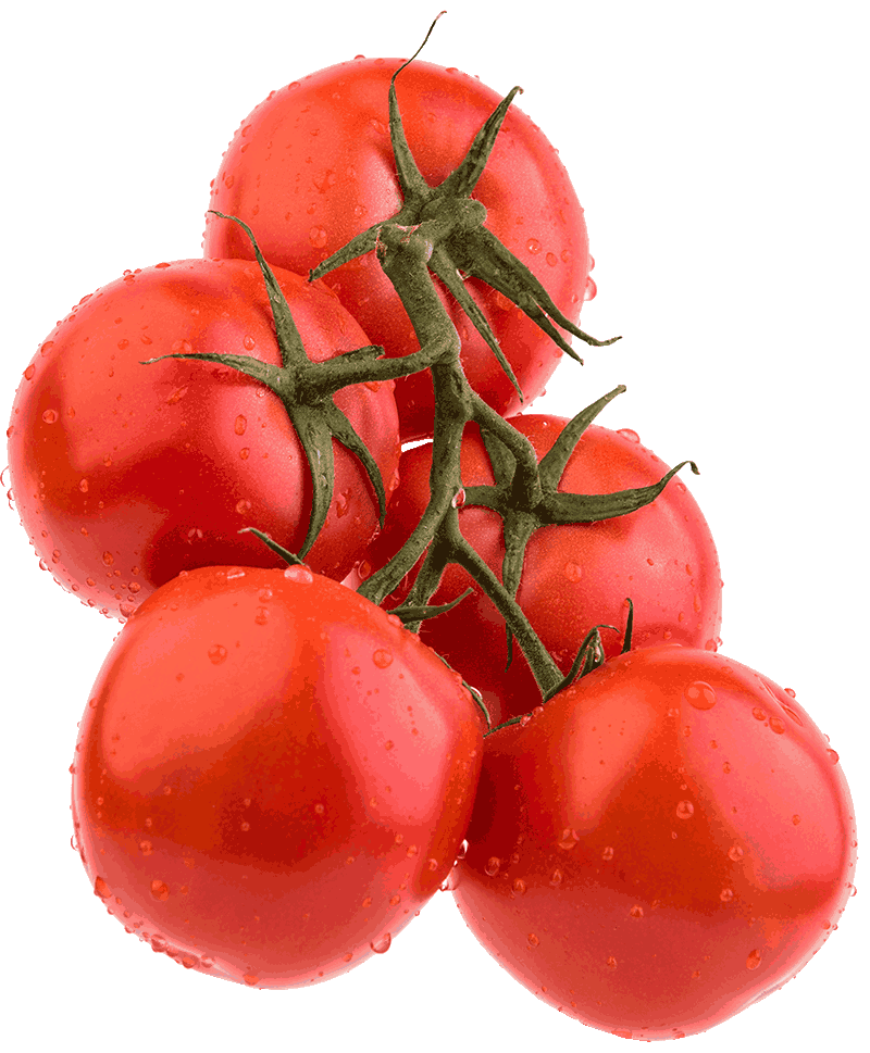Mahmal Greenhouse Tomatoes — Cluster, Beef and Cherry — Yigit, Turkmenistan — view 2